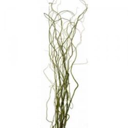 Natural Tortured Willow Bunch -1