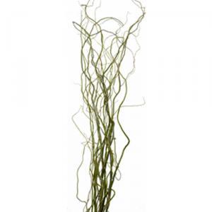 Natural Tortured Willow Bunch -1