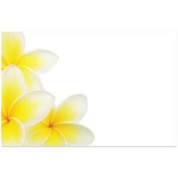 Frangipani Card x 50 -1