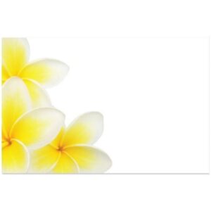 Frangipani Card x 50 -1