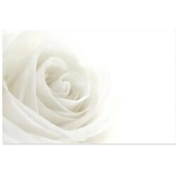 White Rose Card x 50 -1