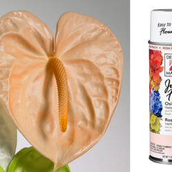 Design Master Spray - Just for Flowers -11oz / Osiana Peach -1