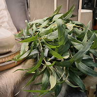 Artificial Eucalyptus