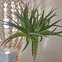 Artificial Succulents