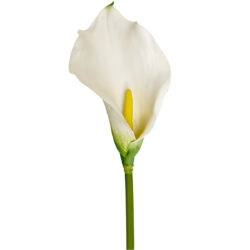 Calla Lily - 60cm L / White -3