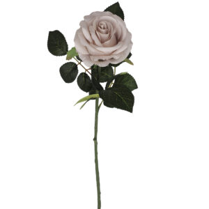 Single Rose - 64cmL / Latte