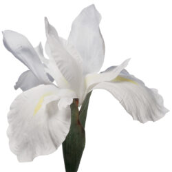 Artificial Iris Flower - 77cmL / White