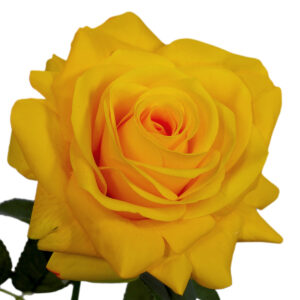 Emma Real Touch Rose - 70cmL / Yellow -7