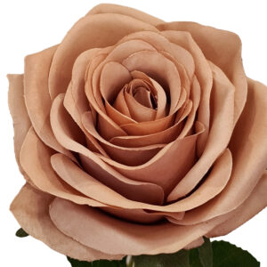 Eliza Artificial Rose - 650cmL / Latte -1