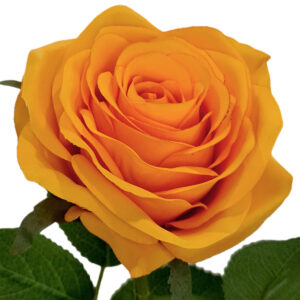 Eliza Artificial Rose - 650cmL / Golden Orange -1