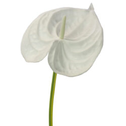 Real Touch Anthurium - 67cmL / White