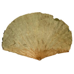 Natural Dried Lotus Leaf x 1kg Pack