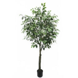 Potted Ficus Tree - 180cmH