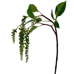 Hanging Pod Spray - 85cm / Green