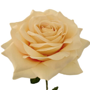 Artificial roses