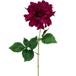 Curly Leaf Dahlia / Burgundy
