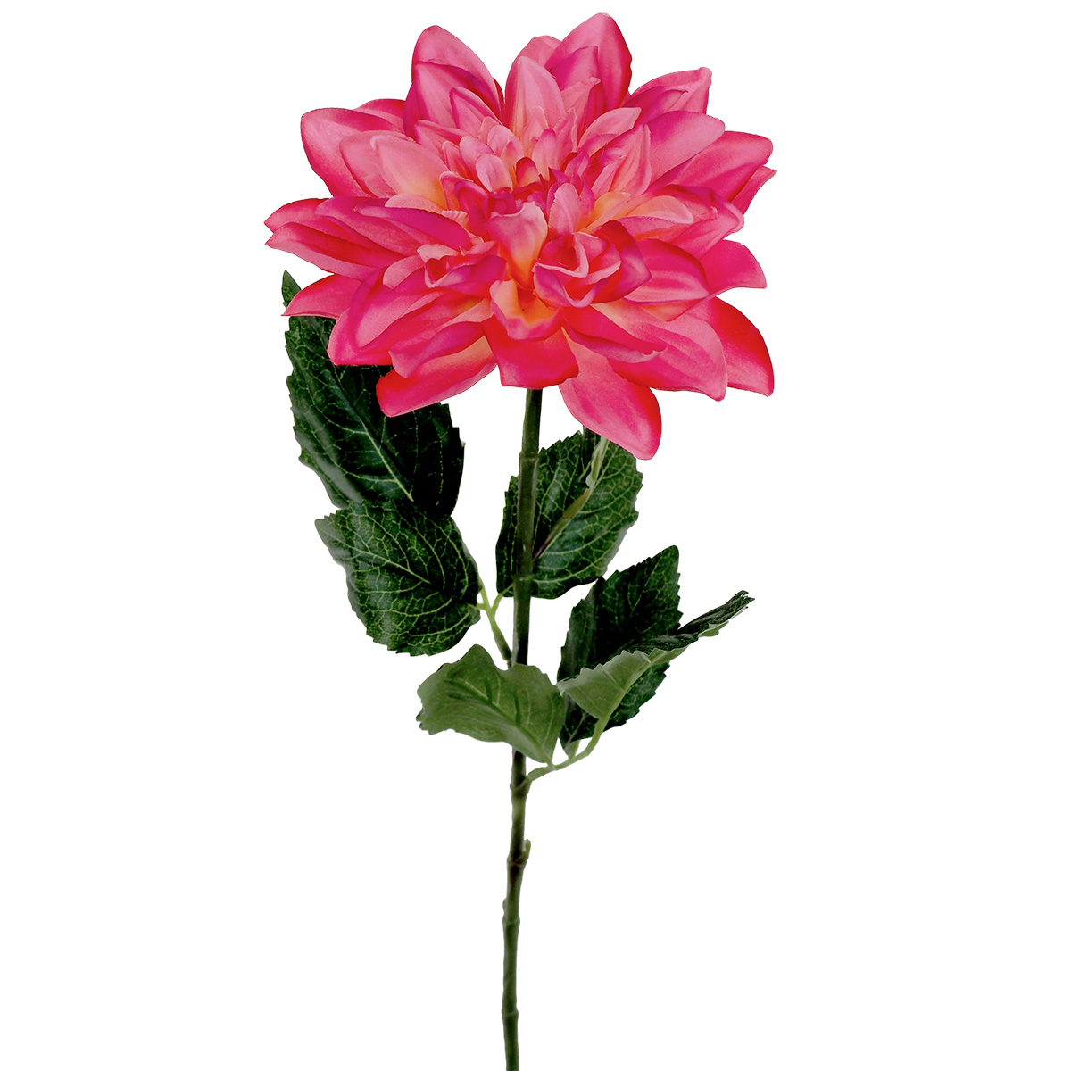 Long Petal Dahlia / Pink