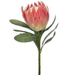 Zara Protea - 74cm / Dark Pink
