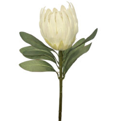 Zara Protea - 74cm / White