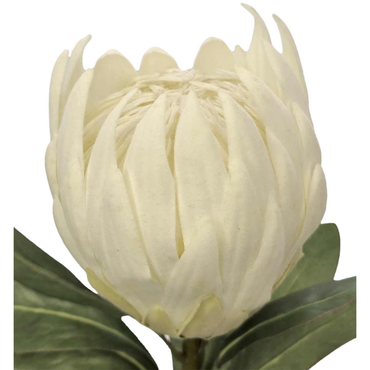 Zara Protea - 74cm / White - Image 2