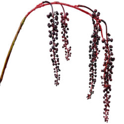 Hanging Pod Spray - 66cmL / Dark Red