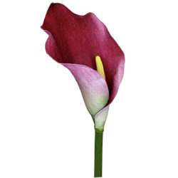 Calla Lily - 60cmL / Dk Pink