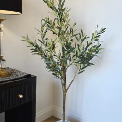 Potted Olive Tree - 150cm