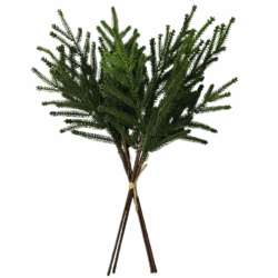 Spruce Pine Bundle - 46cmL