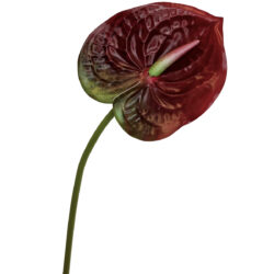 Anthurium - 57cm / Red