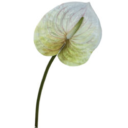 Anthurium - 57cm / White