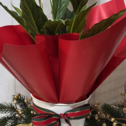 Premium Matte Poly Cello Wrap - 65mic 50cmx70cm x 100 sheets / Red