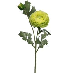 Ranunculus Spray - 60cmL / Green