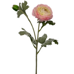 Ranunculus Spray - 60cmL / Pink