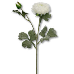 Ranunculus Spray - 60cmL / White