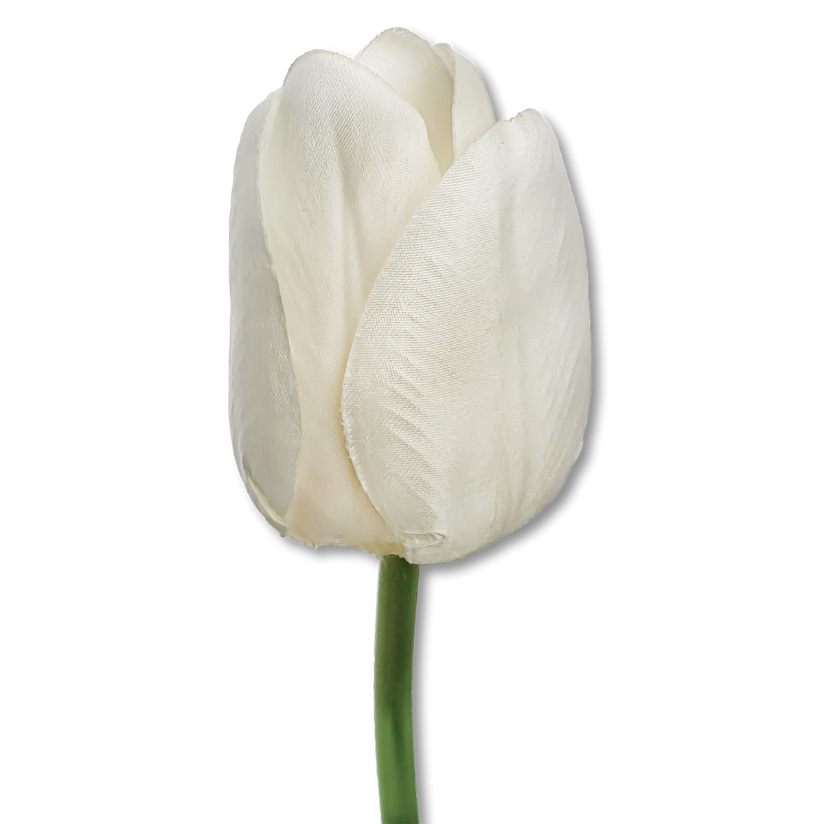 Artificial Tulip Stem - 49cmL / White - Image 2