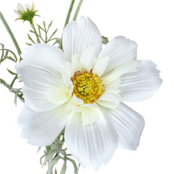 Olivia Cosmos Spray - 78cmL / White