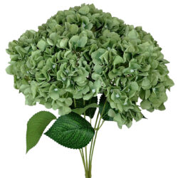 Hydrangea Bush - 48cmL / Green