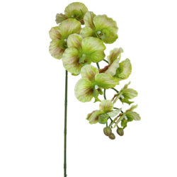 Leilani Phalaenopsis Orchid Spray 90cm light green by Floral Craft