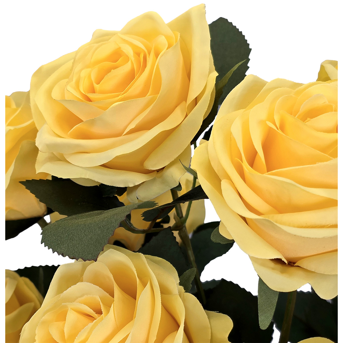 Elizabeth Rose Bush / Yellow - Image 2